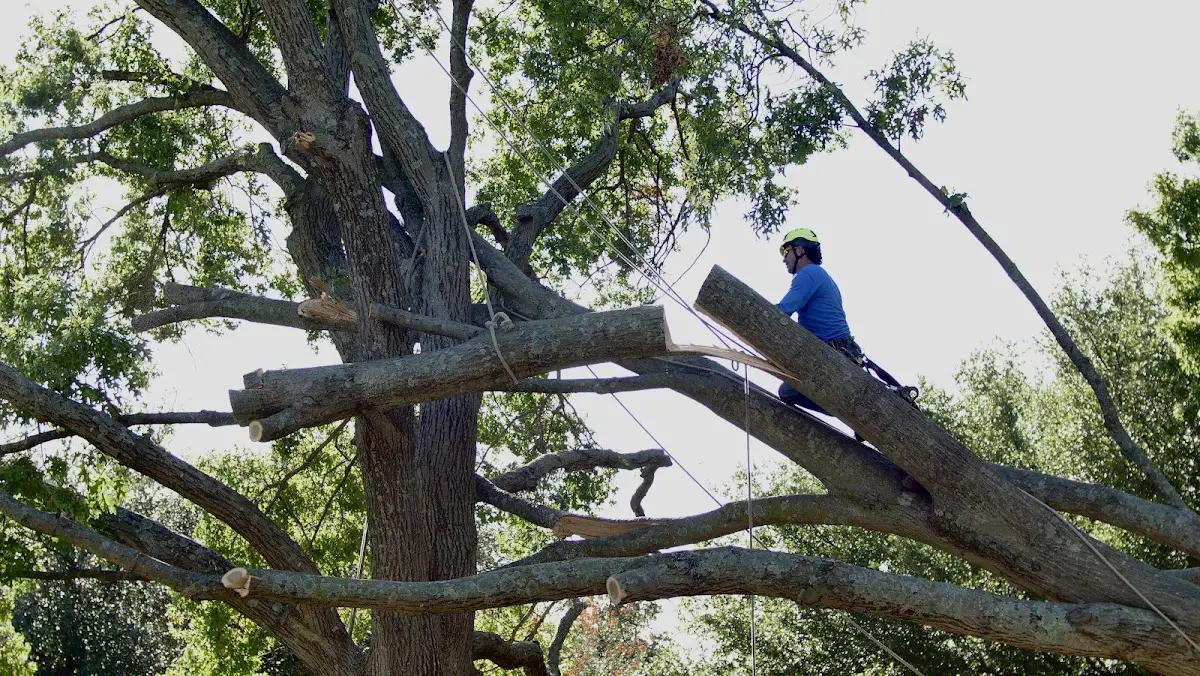 Professional Crown Thinning performed by certified arborists in Royalston