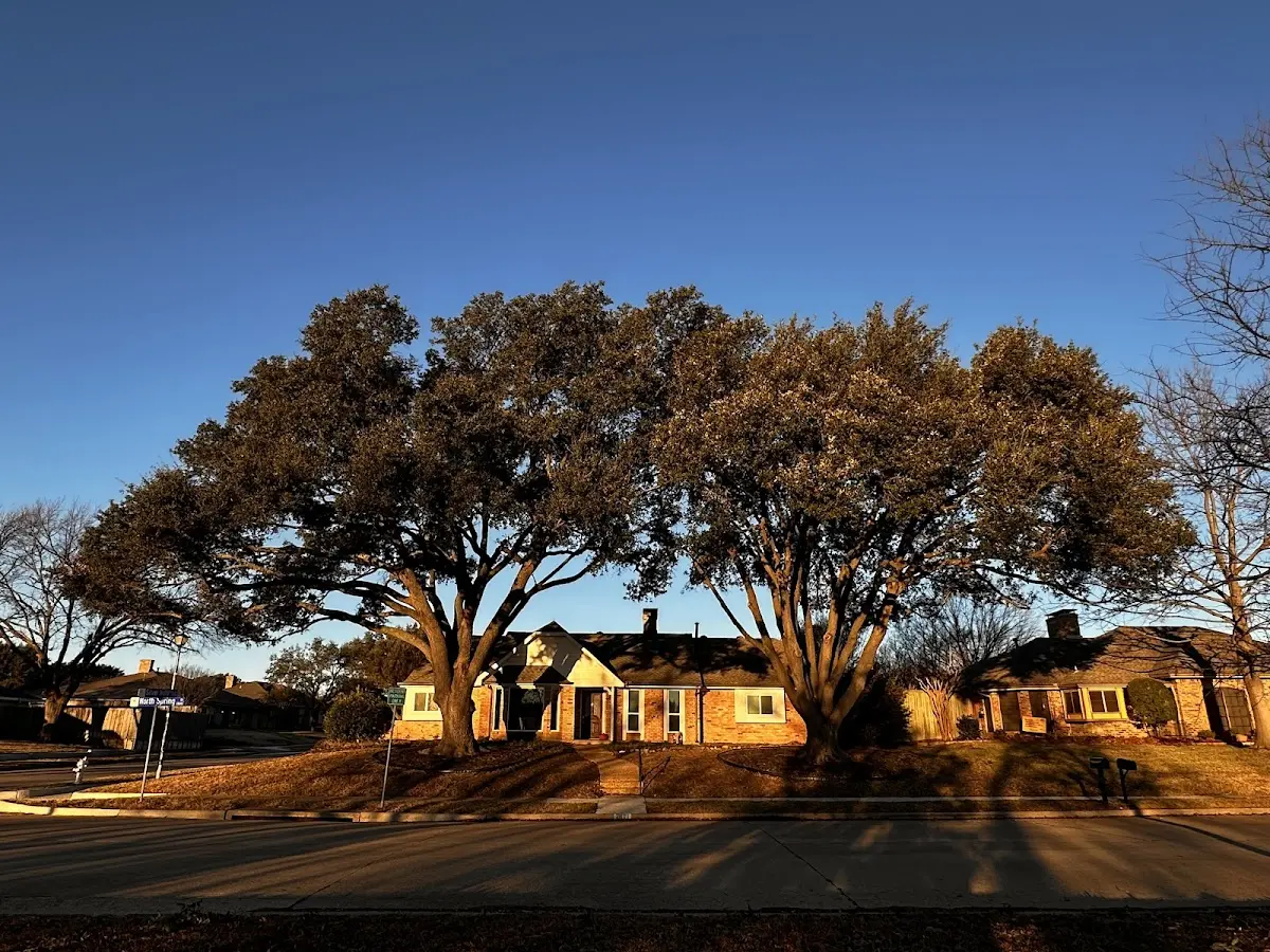 Established residential canopy tree shading a home in Royalston